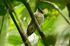 Pachycephala simplex