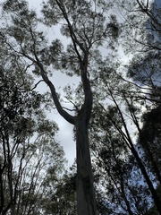 Eucalyptus pauciflora