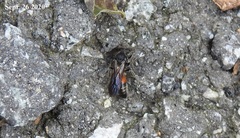 Neotrogaspidia pustulata