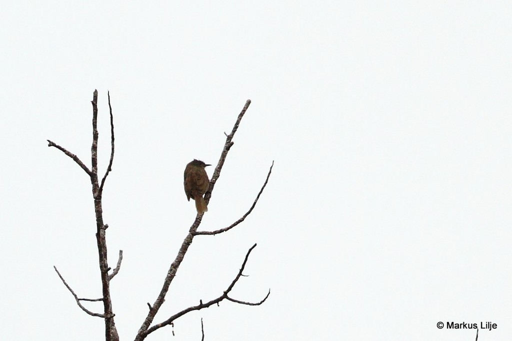 Plain Honeyeater photo