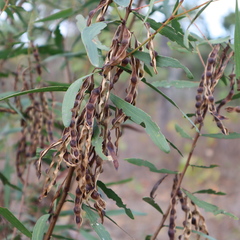 Acacia simsii