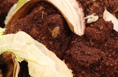 Apis mellifera