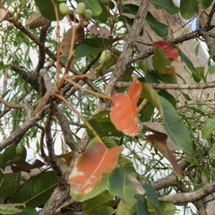 Canarium australianum