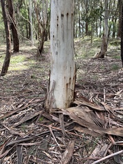 Eucalyptus pauciflora