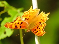 Polygonia satyrus