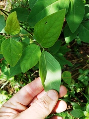 Desmodium lindheimeri