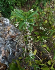 Buddleja racemosa