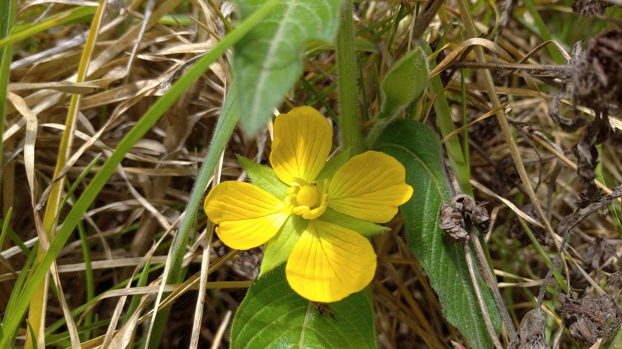 Ludwigia peruviana image