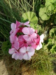 Pelargonium