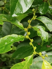 Glochidion zeylanicum