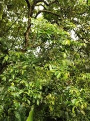 Glochidion zeylanicum