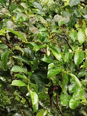 Glochidion zeylanicum