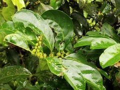 Glochidion zeylanicum