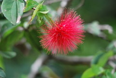 Calliandra tergemina emarginata