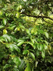 Glochidion zeylanicum