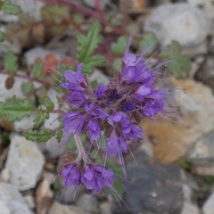 Phacelia bakeri