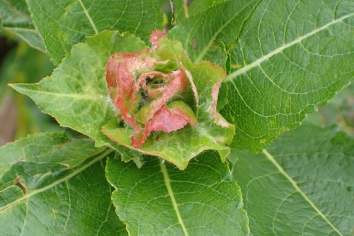 Willow Rose Gall Midge photo 4