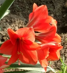 Hippeastrum