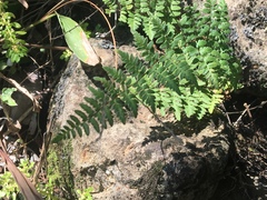 Myriopteris alabamensis