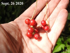 Schisandra chinensis