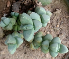 Magnoliopsida