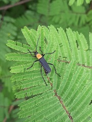 Chauliognathus corvinus