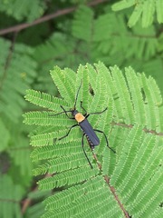 Chauliognathus corvinus
