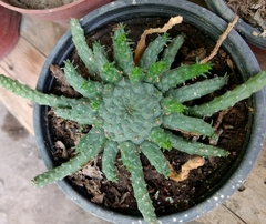 Angiospermae