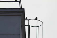 Pitangus sulphuratus