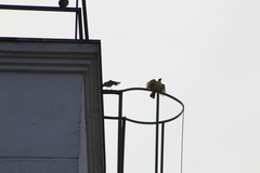 Pitangus sulphuratus