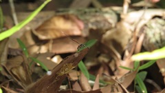 Gasteruption albicuspis