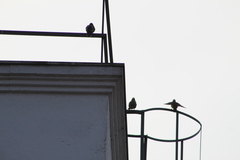 Pitangus sulphuratus