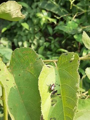 Pilolabus viridans