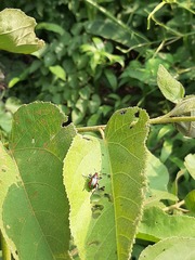 Pilolabus viridans