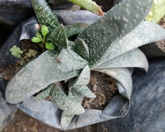Gasteria
