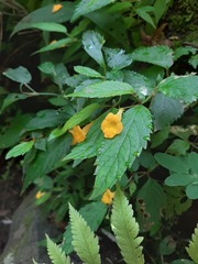 Achimenes flava