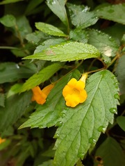 Achimenes flava