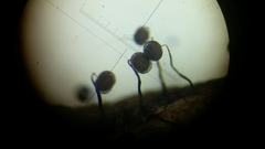 Cribraria cancellata