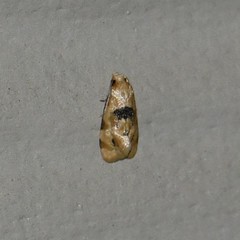 Spinipogon harmozones