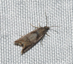 Dichrorampha acuminatana