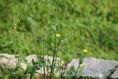 Sonchus oleraceus