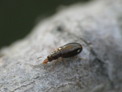 Salpingus planirostris