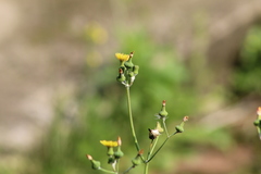 Sonchus oleraceus