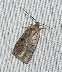 Agonopterix argillacea