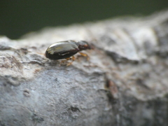 Salpingus planirostris