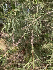 Melaleuca paludicola