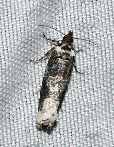 Epinotia nuotrauka