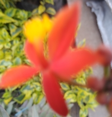 Angiospermae