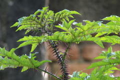 Solanum atropurpureum