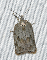 Acleris placidana